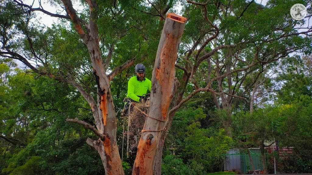 Shane's Trees