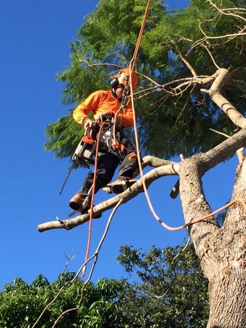 Aussie Tree Solutions