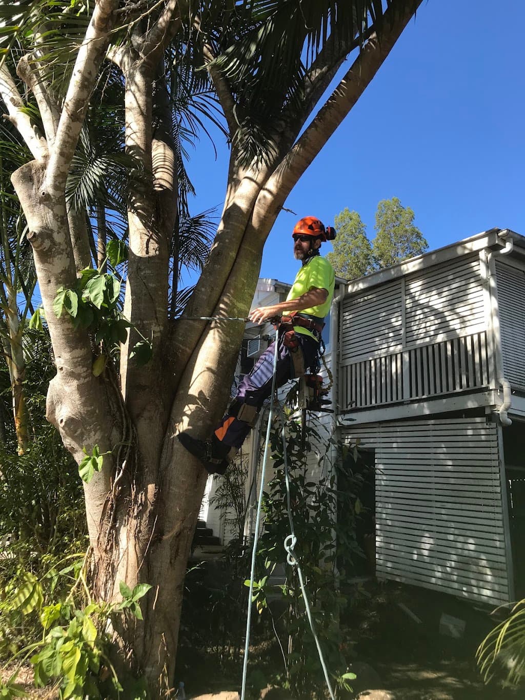 Brisbane Tree & Stumpgrinding Service