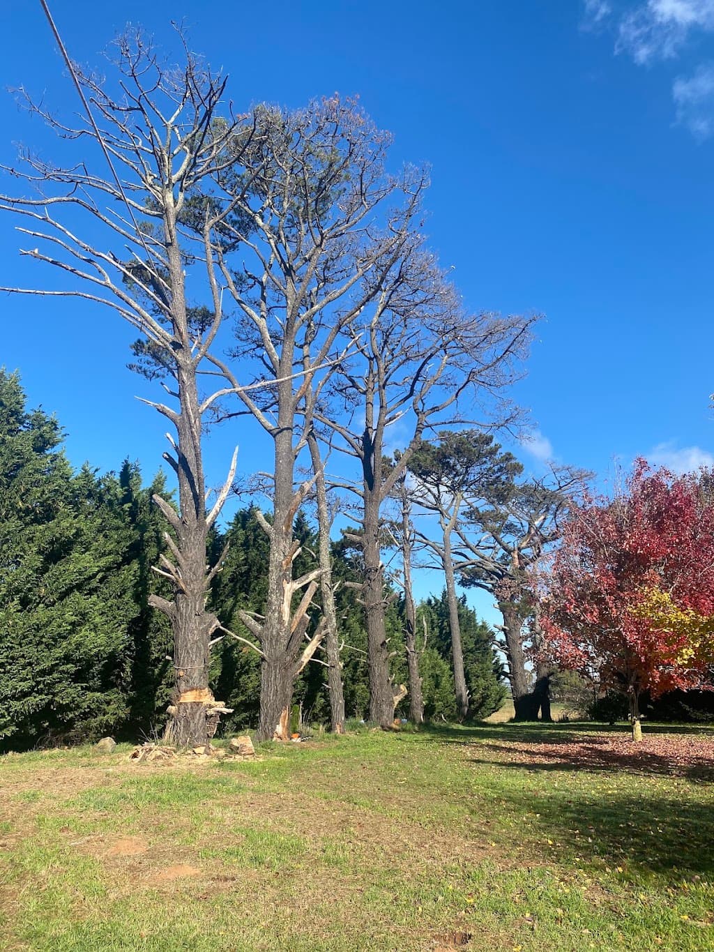 Rural Tree Care NSW