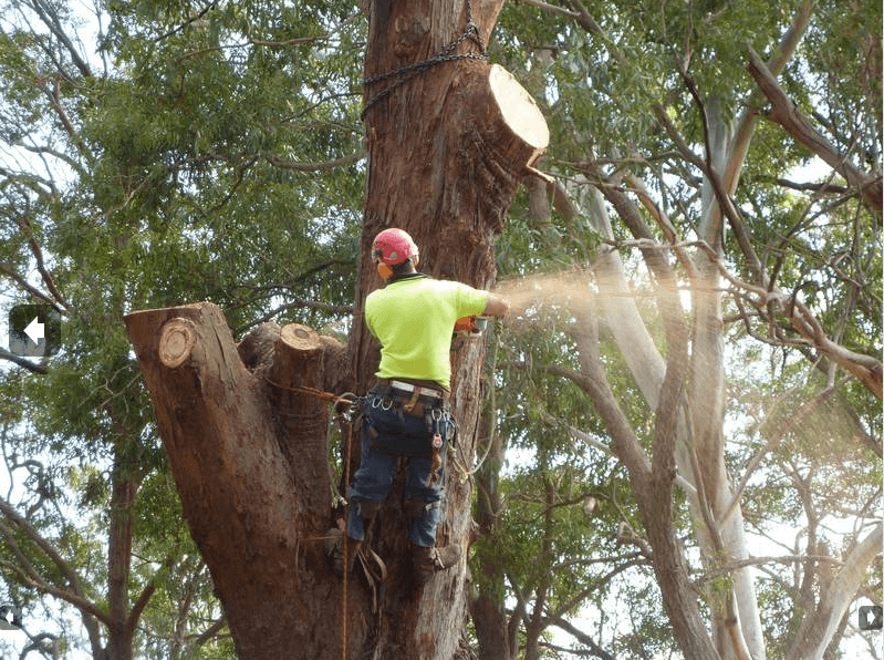 Clearview Tree Service