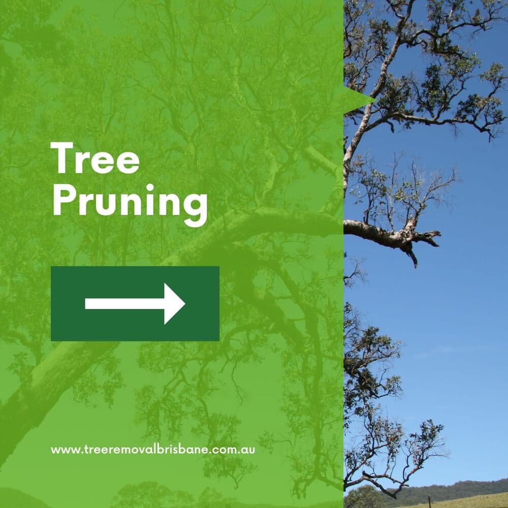 Brisbane Tree Removal