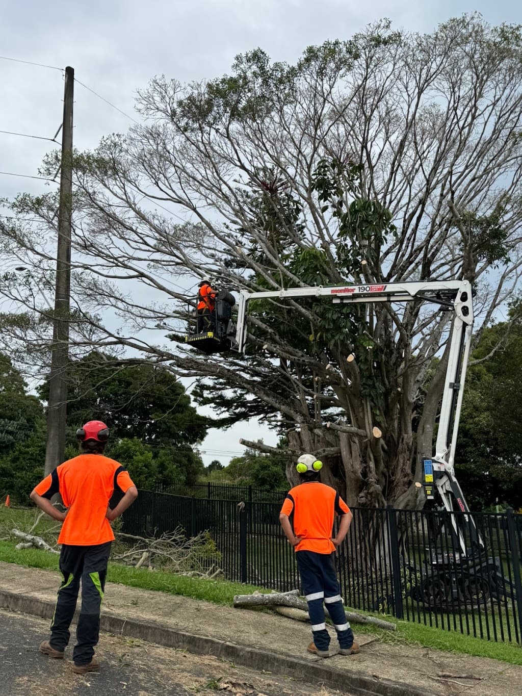 Gold Coast Arborists