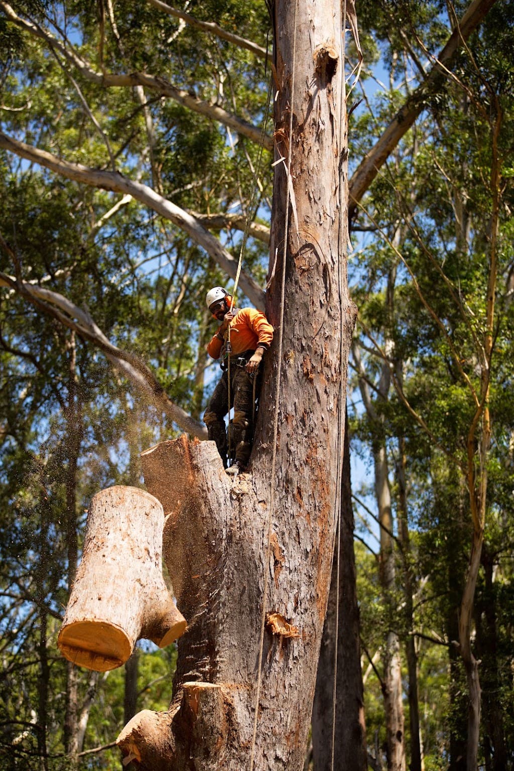 ArbPro Tree Specialists
