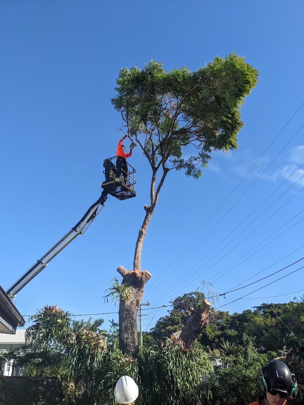Brisbane Tree Experts