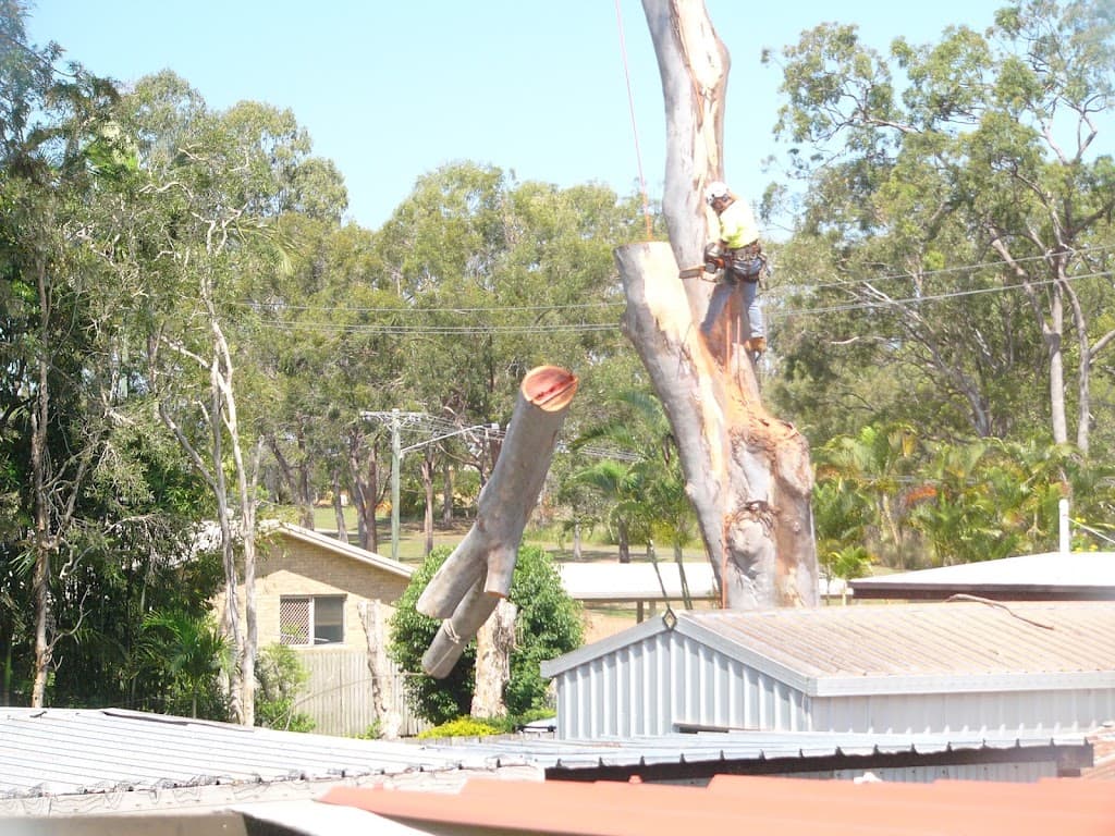 MD Trading Tree Care & Removal