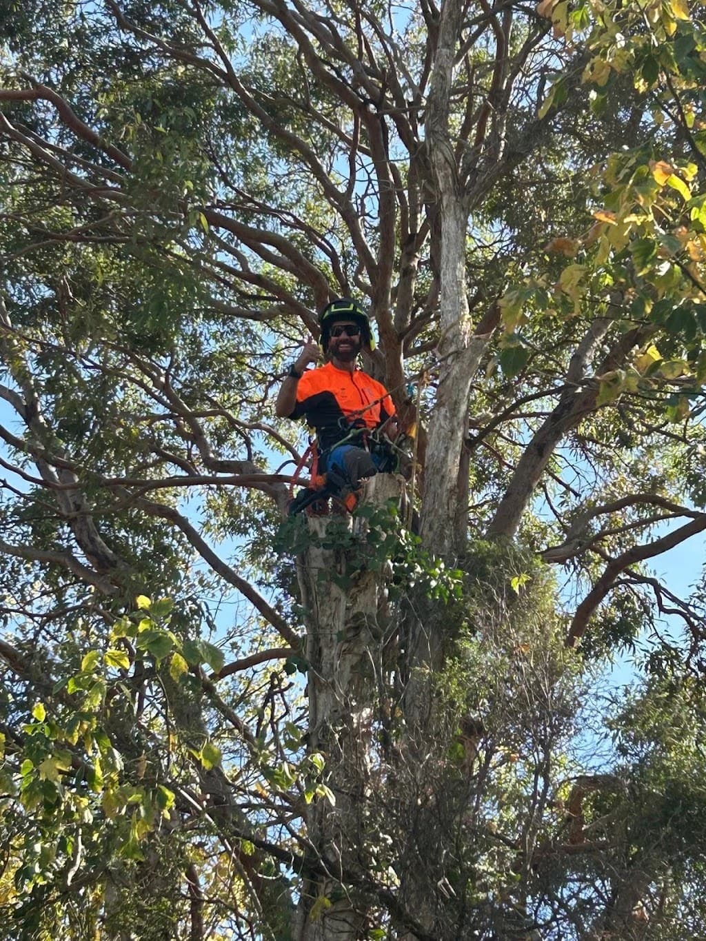 The Tidy Tree Company