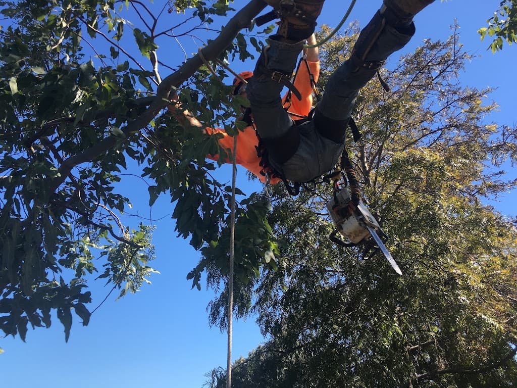 Orana tree care