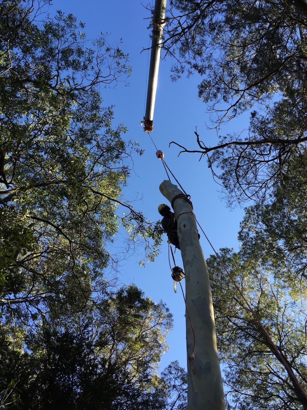 ACT Tree Felling