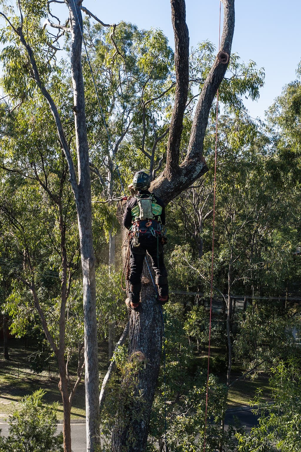 Tree Essence | Gold Coast Arborists