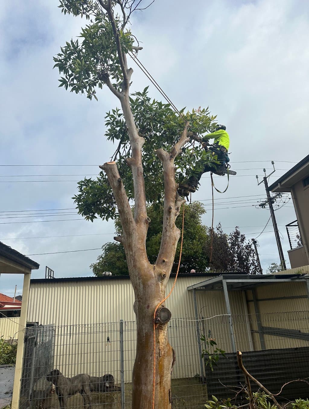 Direct Tree Services