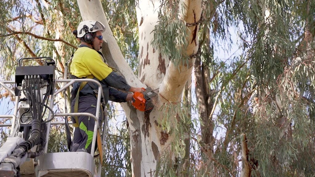 Cut Above Tree Care