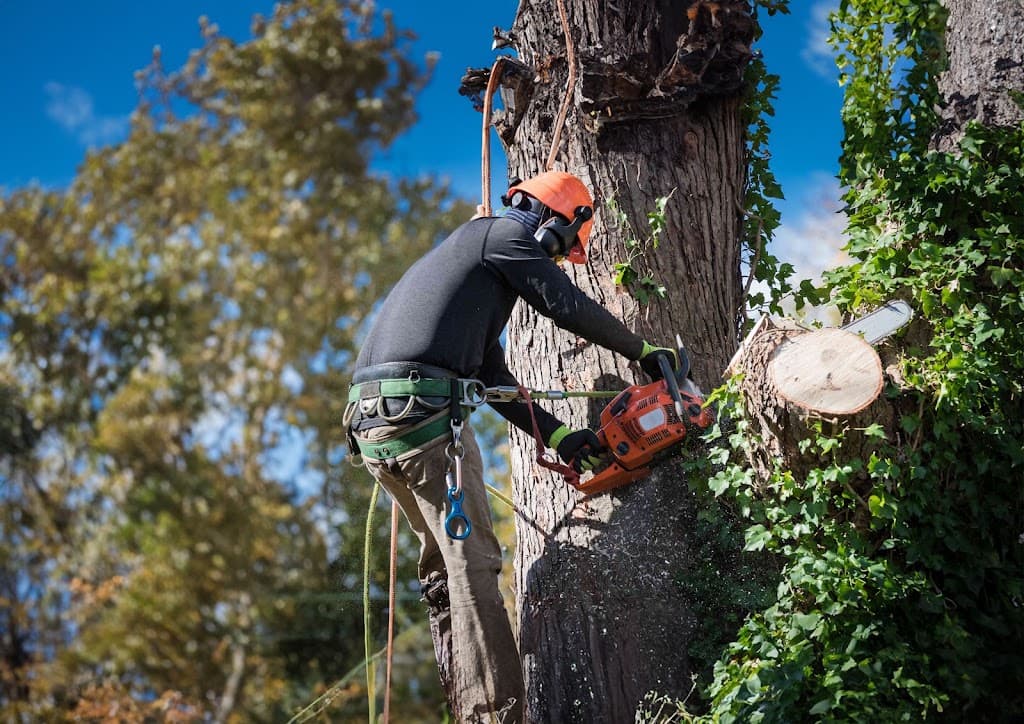 Bendigo Tree Removal Doctor
