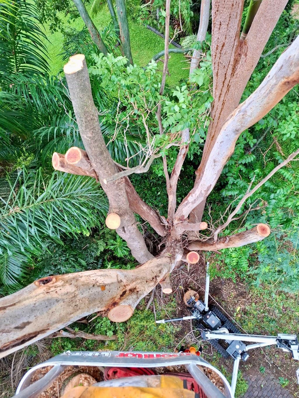 JC Tree & Gardening Services Rockhampton