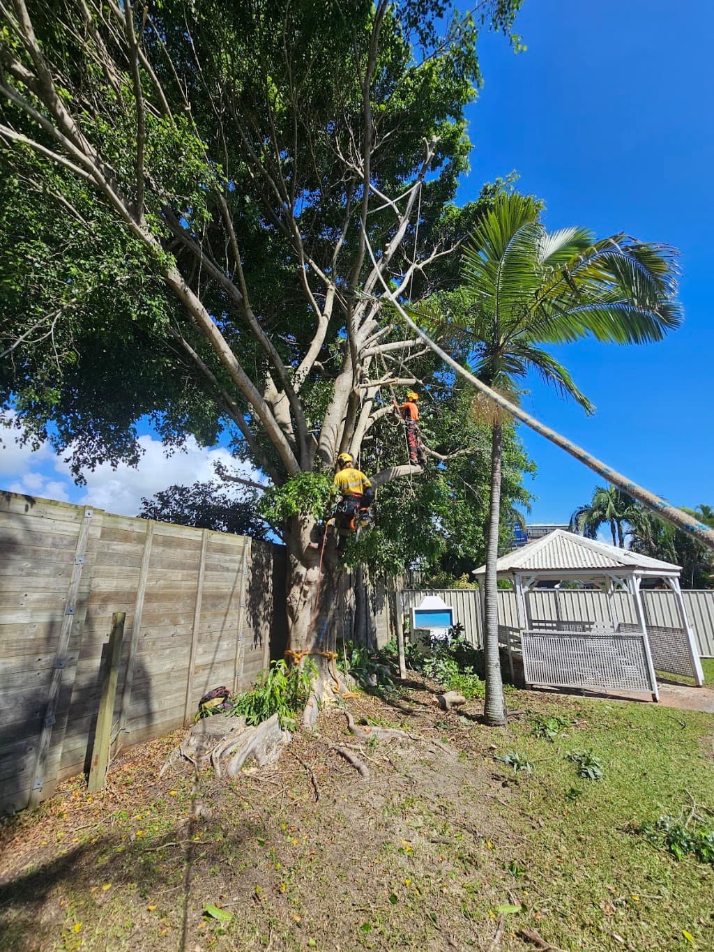 Mint Tree Services