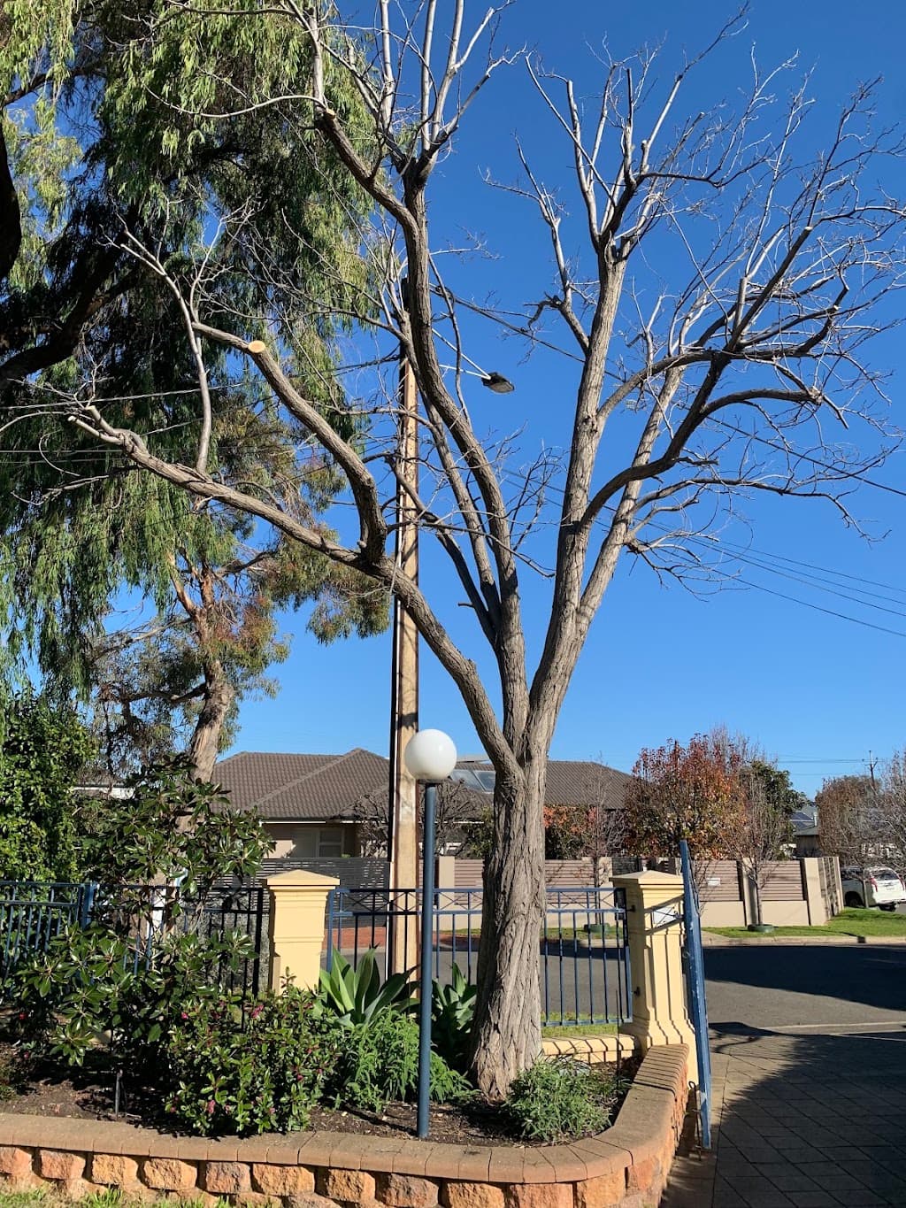The Adelaide Tree Surgery