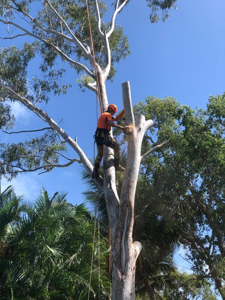 Woody's Tree Services