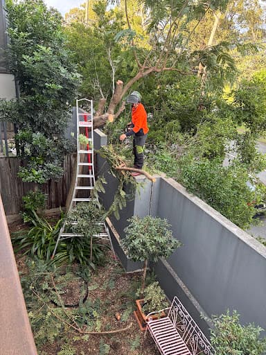 Brisbane Tree Experts — Customer photo