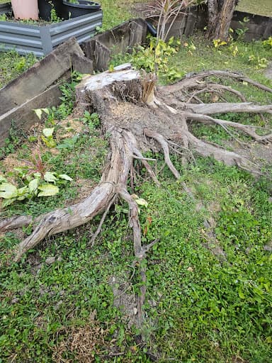 Gold Coast Arborists — Customer photo