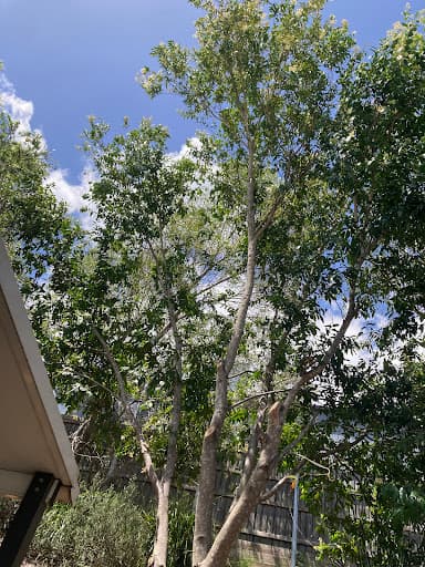 Arborist Tree Techs — Customer photo