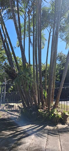 Hinterland Tree and Stump Removal Sunshine Coast — Customer photo