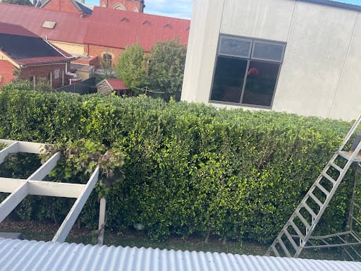 Same Day Tree Works — Customer photo