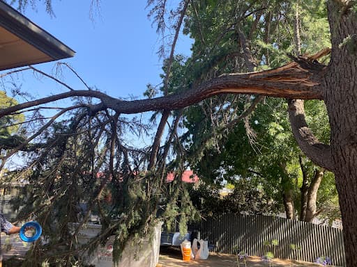 Australian Heritage Tree Works — Customer photo
