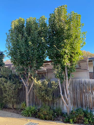 Redback Tree Services — Customer photo