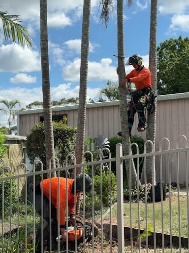 Brisbane Tree Experts — Customer photo