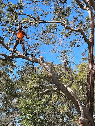 Chop n Drop Tree Specialists — Customer photo