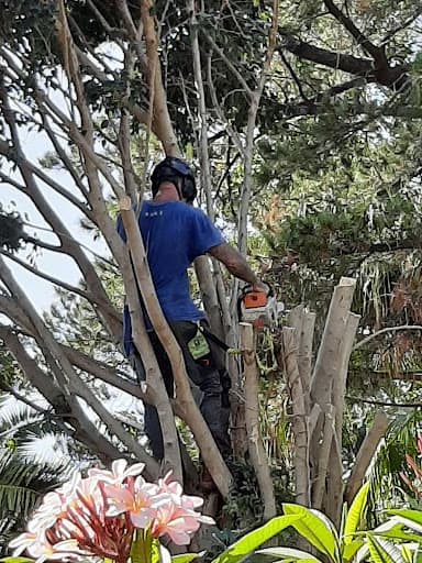 Dingo's Tree Services — Customer photo