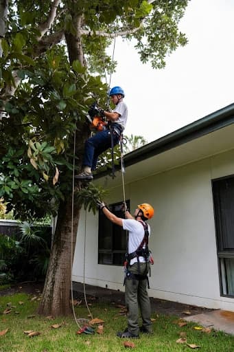 Eco Tree Removal Brisbane — Customer photo