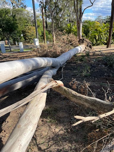 Sunshine Coast Tree Services — Customer photo