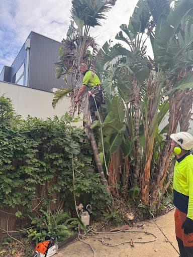 Affordable Tree Loppers South East Melbourne — Customer photo