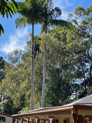 Arborclimb — Customer photo