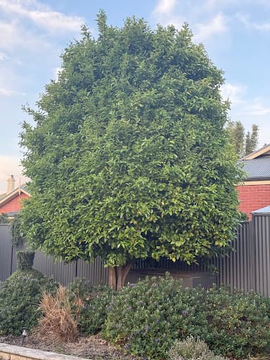 Embark Tree Services — Customer photo