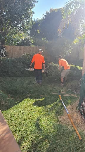 Same Day Trees & Palms Brisbane — Customer photo