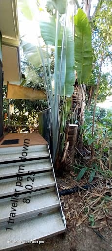 Tree Shepherd FNQ — Customer photo