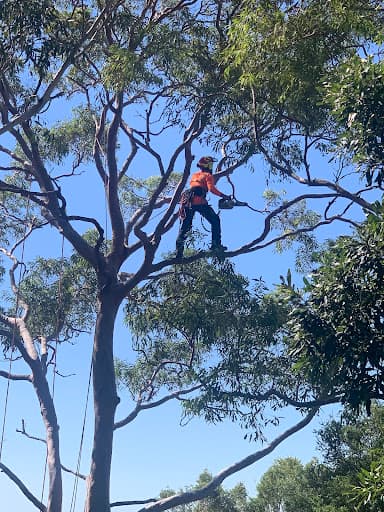 Touchwood Tree Services — Customer photo