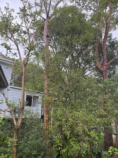 Mudjimba Tree Services — Customer photo