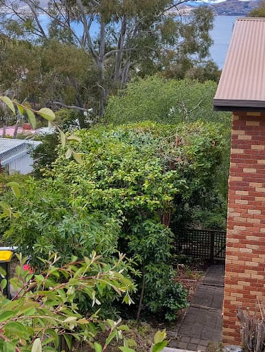 Tasmanian Tree Care — Customer photo