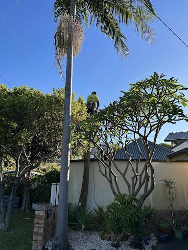 Coal Coast Tree Services Wollongong — Customer photo