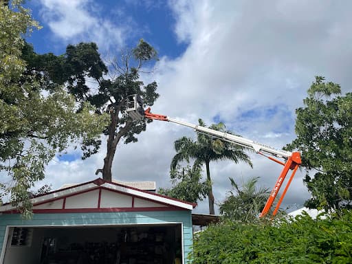 Townsville Stump Tree Surgeons — Customer photo