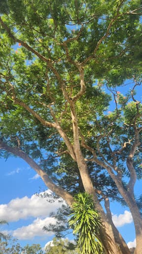 Evergreen Tree Care — Customer photo