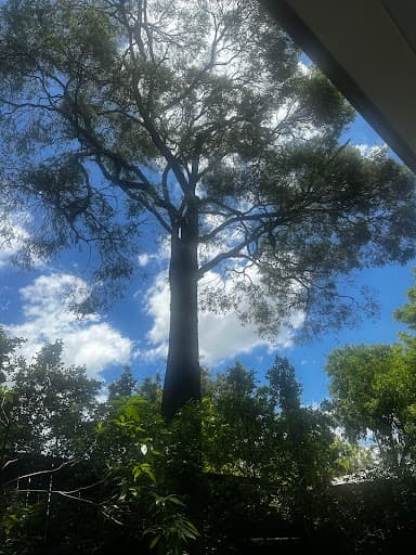 Shane's Trees — Customer photo