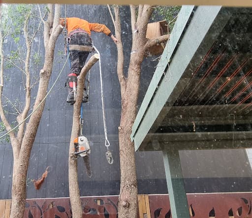 Sydney Tree Removals — Customer photo