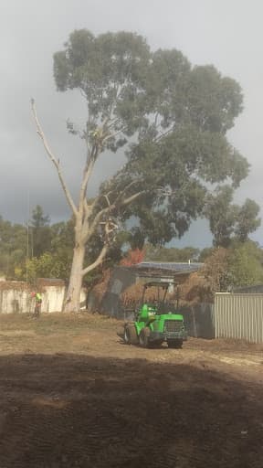 The Adelaide Tree Surgery — Customer photo