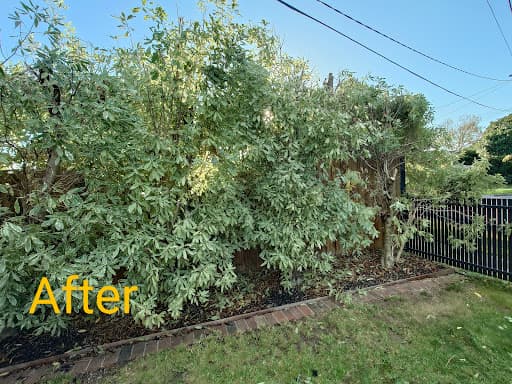 Victorian Tree Specialists — Customer photo