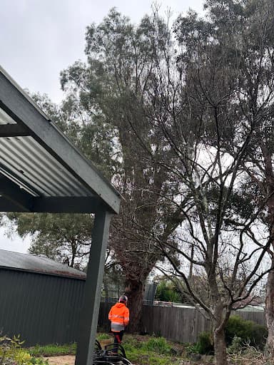 Canopy The Tree Experts | Arborist Canberra — Customer photo