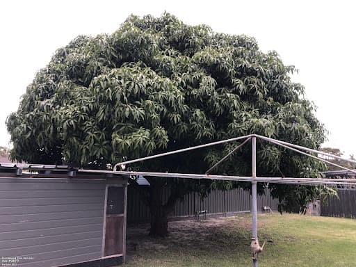 Chop n Drop Tree Specialists — Customer photo